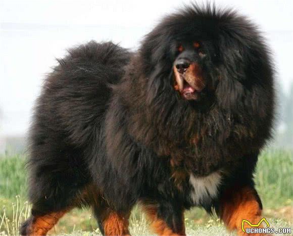 这两种亚洲猛犬，堪称东方斗犬之王和东方神犬，你最喜欢哪种？