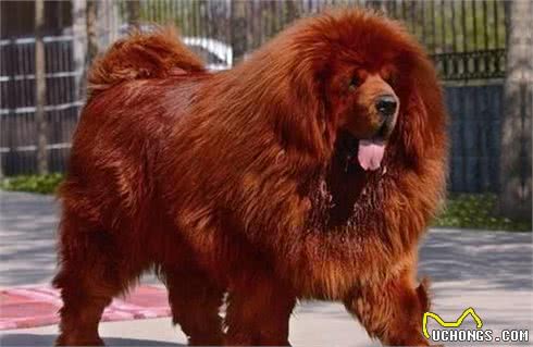 这两种亚洲猛犬，堪称东方斗犬之王和东方神犬，你最喜欢哪种？