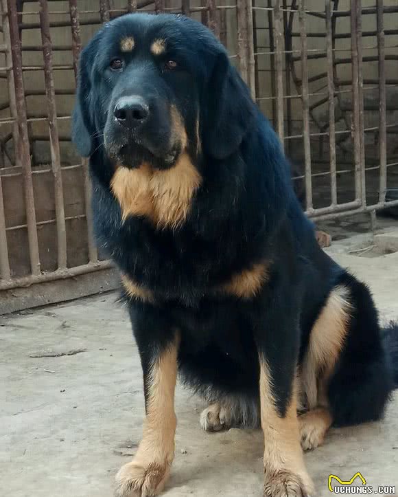 这两种亚洲猛犬，堪称东方斗犬之王和东方神犬，你最喜欢哪种？