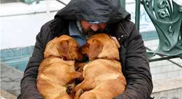 原来狗狗之所以出现这些行为，是在告诉你，它需要你