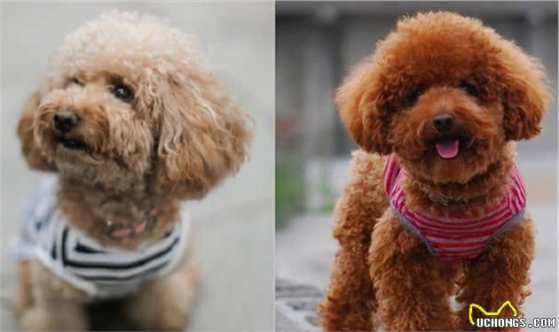 泰迪犬很可爱，但是养它的坏处不少，你都知道吗？
