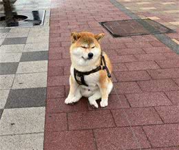 养柴犬不容易！柴犬这4个问题，能把主人折腾得不想养狗