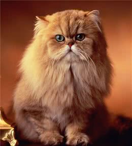 “猫中的王子”—波斯猫