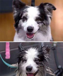 狗狗洗澡VS洗澡后，狗狗：我还是你最疼爱的狗狗吗？