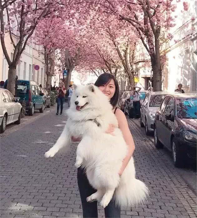 为雪橇三傻的它正名！主人：萨摩智商真的不低