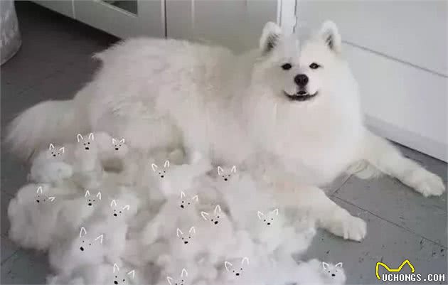 为雪橇三傻的它正名！主人：萨摩智商真的不低