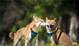 小八到底是柴犬还是秋田犬？它俩要如何区分？小细节看差异