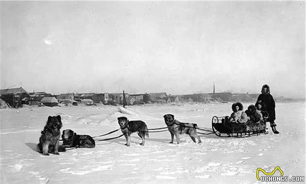 旧影拾记：雪地接力奔行1085公里，20队雪橇犬拯救美国小镇