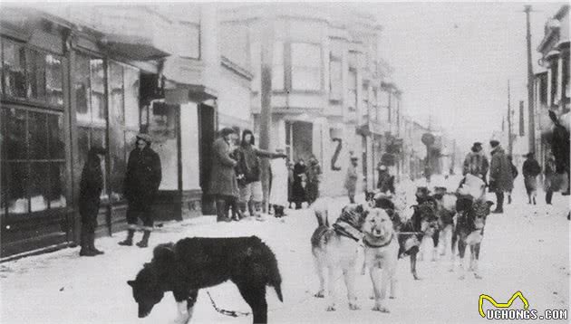 旧影拾记：雪地接力奔行1085公里，20队雪橇犬拯救美国小镇