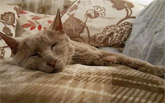 猫咪休克成因复杂，心脏疾病只占其一，全面了解才好应对
