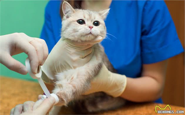 猫咪休克成因复杂，心脏疾病只占其一，全面了解才好应对