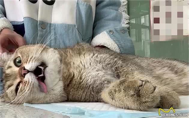 猫咪休克成因复杂，心脏疾病只占其一，全面了解才好应对