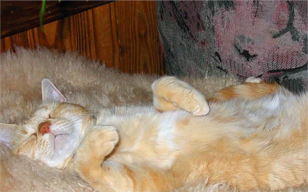 猫咪休克成因复杂，心脏疾病只占其一，全面了解才好应对