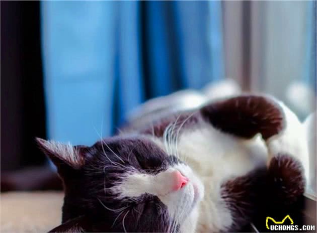 猫咪休克成因复杂，心脏疾病只占其一，全面了解才好应对