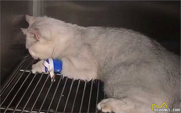 猫咪休克成因复杂，心脏疾病只占其一，全面了解才好应对
