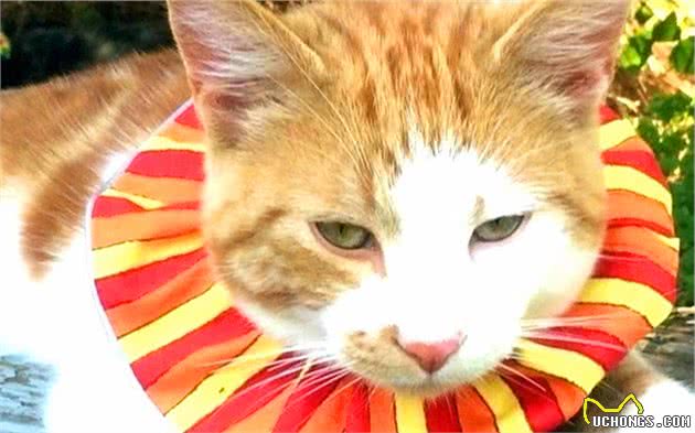 猫咪休克成因复杂，心脏疾病只占其一，全面了解才好应对