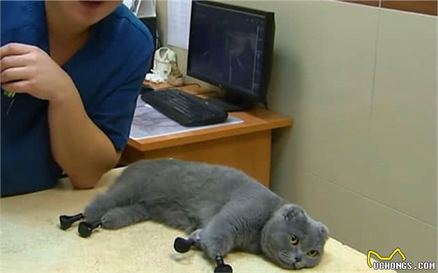 猫咪休克成因复杂，心脏疾病只占其一，全面了解才好应对