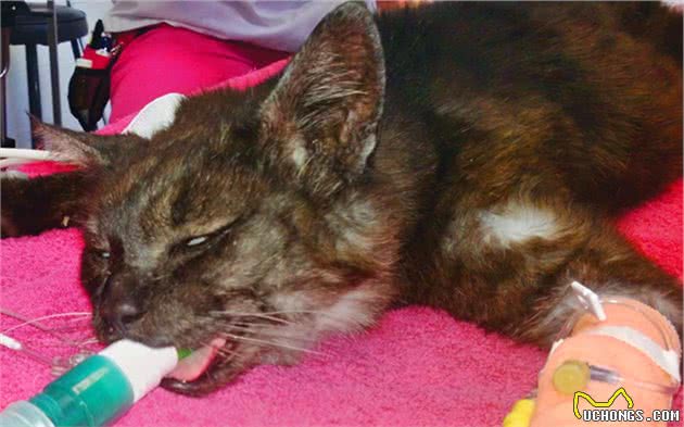 猫咪休克成因复杂，心脏疾病只占其一，全面了解才好应对