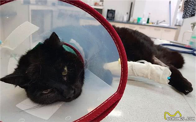 猫咪休克成因复杂，心脏疾病只占其一，全面了解才好应对