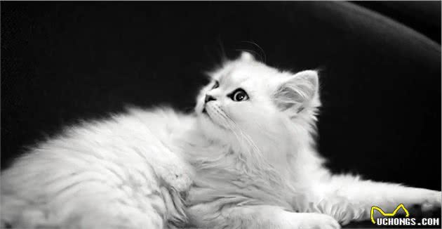 养猫，我只想养“金吉拉猫”