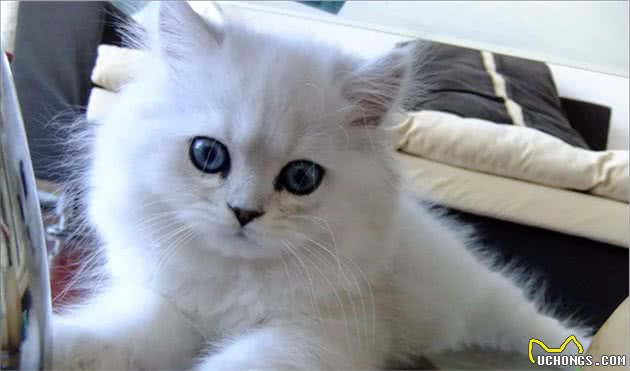 养猫，我只想养“金吉拉猫”