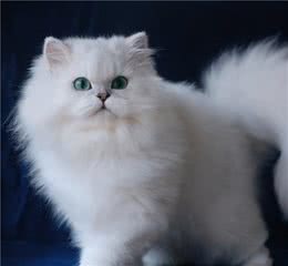 养猫，我只想养“金吉拉猫”