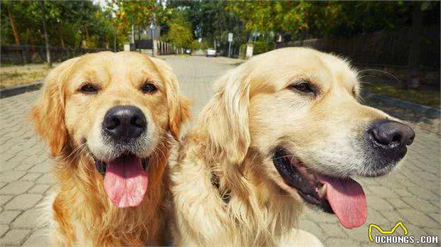 金毛犬的这几个“部位”，只有主人才能摸，别人碰不得