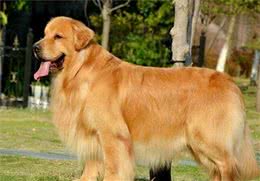 金毛犬的这几个“部位”，只有主人才能摸，别人碰不得
