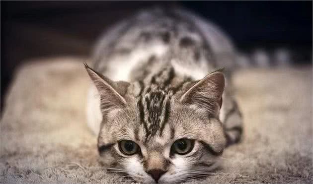 索马里猫是什么猫