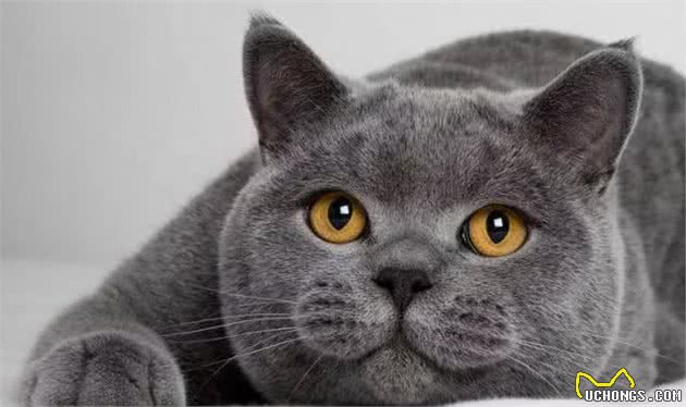 索马里猫是什么猫