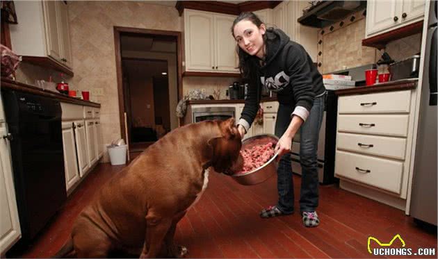 体形庞大而性子温顺的比特犬