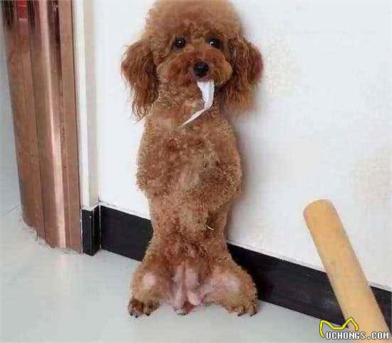 泰迪犬与主人感情好，会体现在这6件小事上，你家的有几个呢？