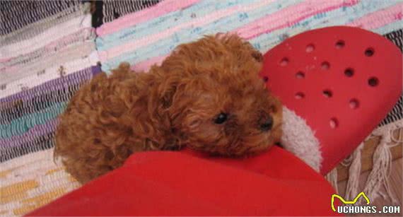 泰迪犬与主人感情好，会体现在这6件小事上，你家的有几个呢？