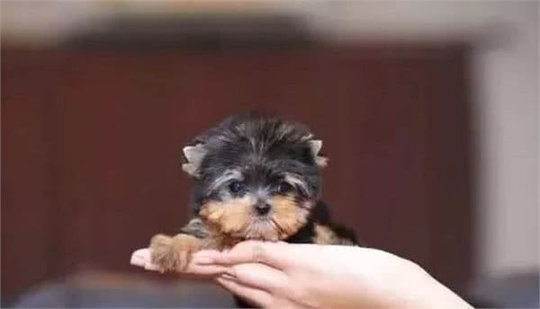 茶杯犬×音爆火：它们可爱的背后，藏着无尽的心酸…