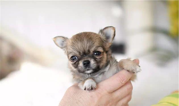 茶杯犬×音爆火：它们可爱的背后，藏着无尽的心酸…