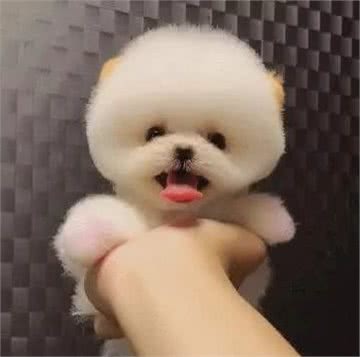 茶杯犬×音爆火：它们可爱的背后，藏着无尽的心酸…