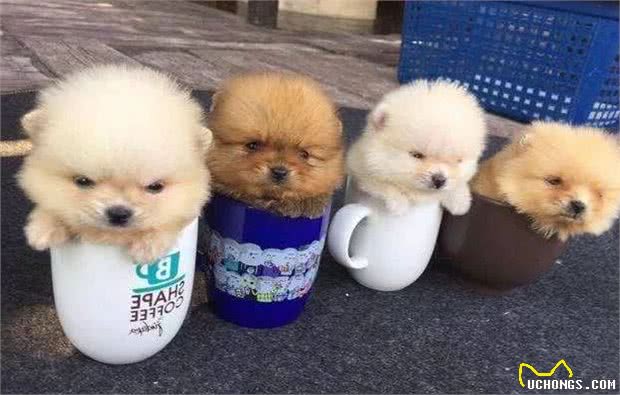 茶杯犬×音爆火：它们可爱的背后，藏着无尽的心酸…