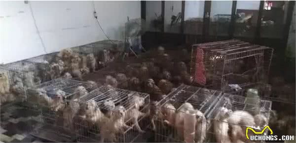 茶杯犬×音爆火：它们可爱的背后，藏着无尽的心酸…
