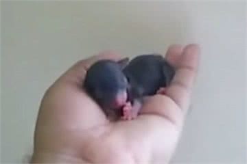 茶杯犬×音爆火：它们可爱的背后，藏着无尽的心酸…