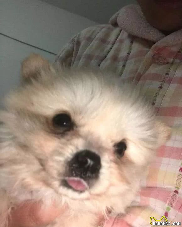 茶杯犬×音爆火：它们可爱的背后，藏着无尽的心酸…