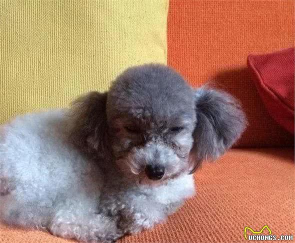 茶杯犬×音爆火：它们可爱的背后，藏着无尽的心酸…