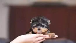 茶杯犬×音爆火：它们可爱的背后，藏着无尽的心酸…