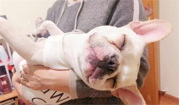 “体质虚弱”的6种狗，养了它们，花钱如流水