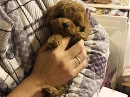 狗狗之所以出现这些行为，原来说明了你不配当它主人