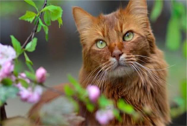 索马里猫冬季养护难度大？掌握这些冬养知识很重要，快来实践