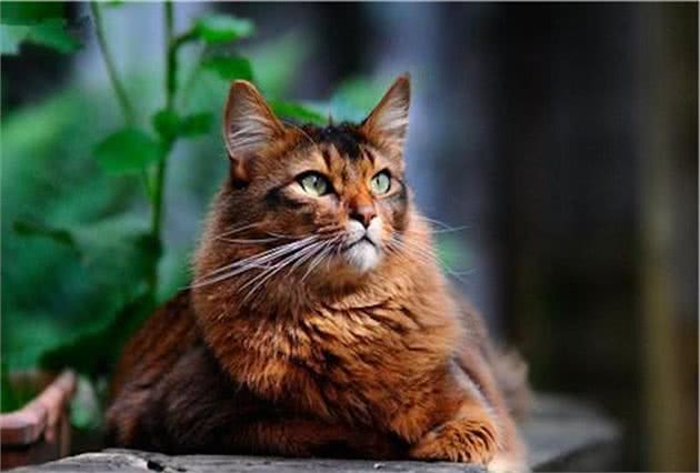 索马里猫冬季养护难度大？掌握这些冬养知识很重要，快来实践