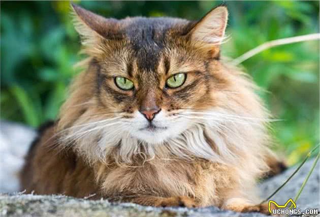 索马里猫冬季养护难度大？掌握这些冬养知识很重要，快来实践