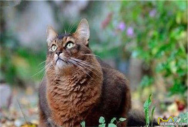 索马里猫冬季养护难度大？掌握这些冬养知识很重要，快来实践