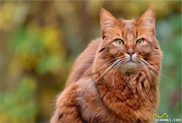 索马里猫冬季养护难度大？掌握这些冬养知识很重要，快来实践