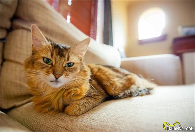 索马里猫冬季养护难度大？掌握这些冬养知识很重要，快来实践